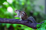 indian_palm_squirrel9